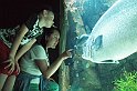 oceanarium w Lizbonie (2)